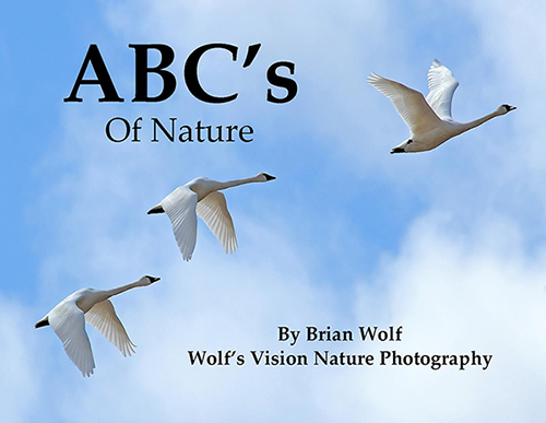 Nature ABC Book