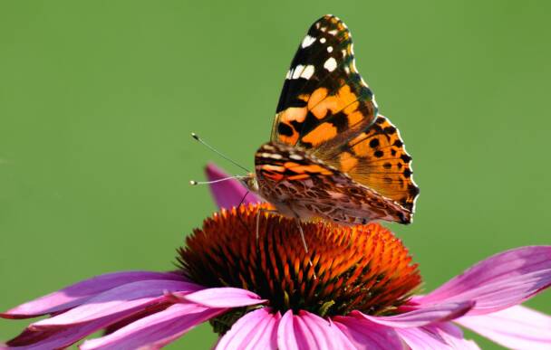 Painted Lady on Cone Flower