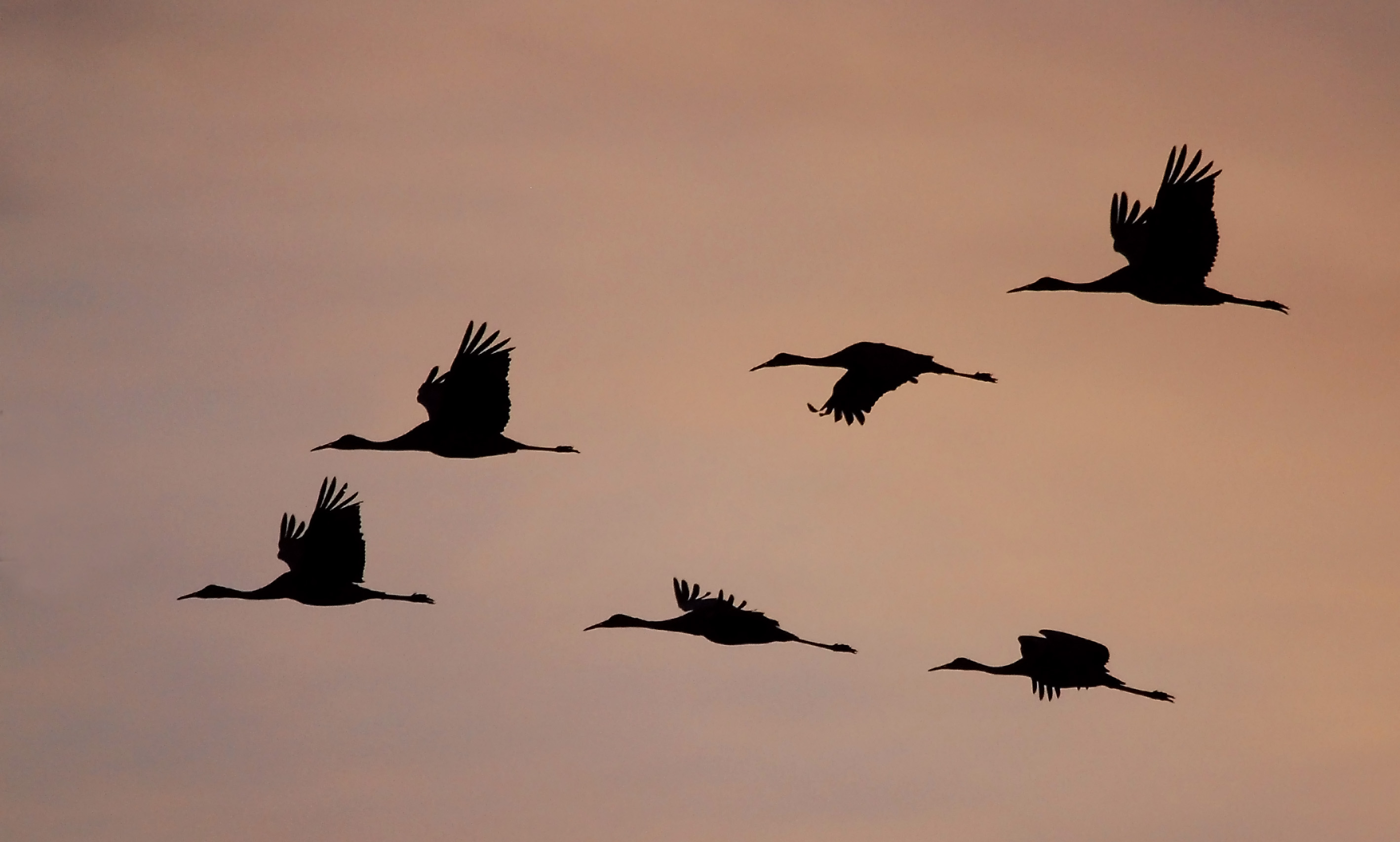 Cranes in Flight