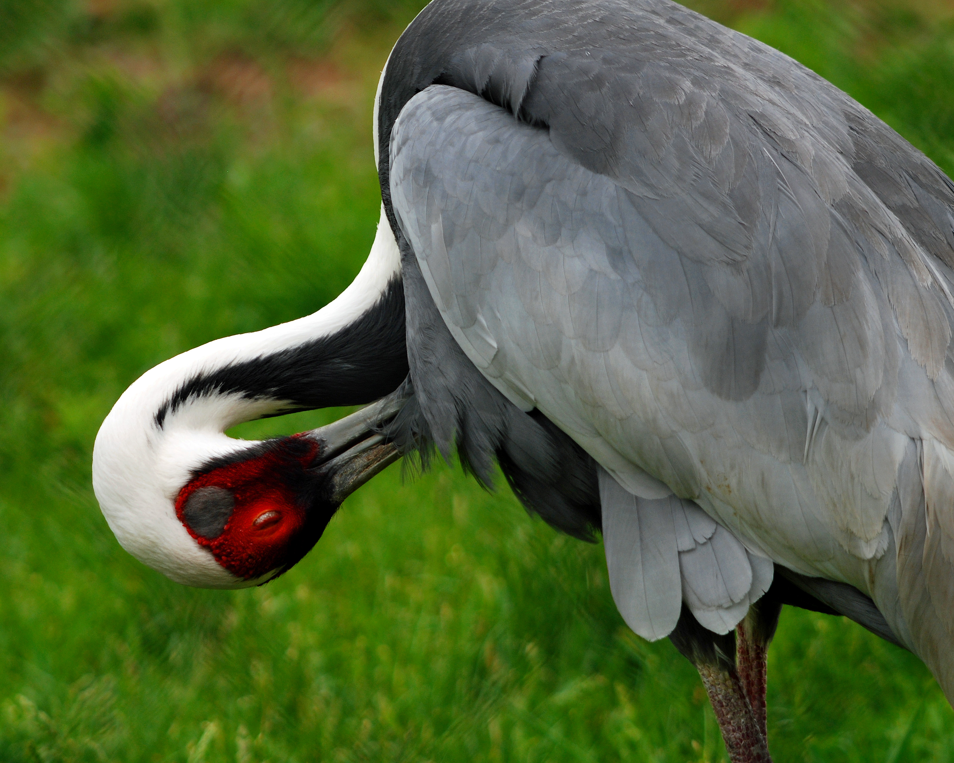 Preening Crane