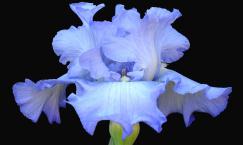 Pale Blue Iris