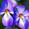 Chiwaukee Prairie - Bird's Foot Violet