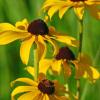 Yellow Coneflower