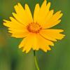 Yellow Daisy