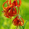 Turk's Cap