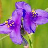 Spiderwort