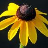 Black Eyed Susan - Chiwaukee Prairie