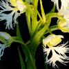 White Fringed Orchid - Chiwaukee Prairie