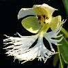 White Fringed Orchid - Chiwaukee Prairie