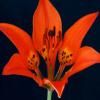 Wood Lily - Chiwaukee Prairie