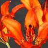 Wood Lilies - Chiwaukee Prairie