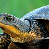 Endangered Blandings Turtle - Chiwaukee Prairie