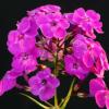 Gardem Phlox - Chiwaukee Prairie 