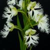 White Fringed Orchid - Chiwaukee Prairie