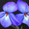 Birds Foot Violets - Chiwaukee Prairie