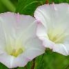 Chiwaukee Prairie - Hedge Bindweed