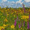 Chiwaukee Prairie - Prairie Blazing Star and Woodland Sunflowers