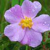 Wild Rose - Chiwaukee Prairie