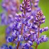 Prairie Lupine