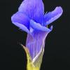 Chiwaukee Prairie - Fringed Gentian