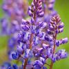 Chiwaukee Prairie - Lupine