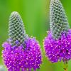 Purple Prairie Clover