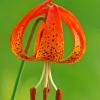 Turk's Cap