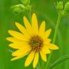 Woodland Sunflower