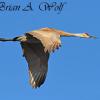 Sandhill Crane In Flight