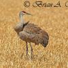 Sandhill Crane