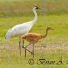 Whooping Crane and Colt