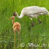 Whooping Crane and Colt