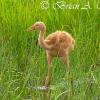 Whooping Crane Colt