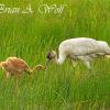 Sharing A Snack - Whooping Crane and Colt