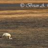 Whooping Crane On Mudflats