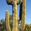 Crested Saguaro Cactus