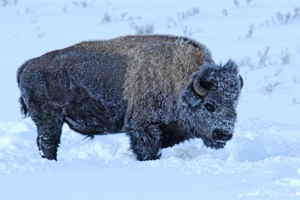 Yellowstone-in-Winter