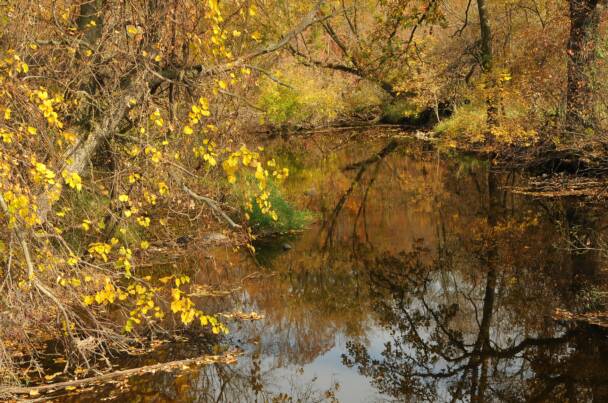 Photo Gallery - Wisconsin Fall Colors - Wolf's Vision Nature Photography